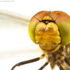 MYN Common Darter close-up 